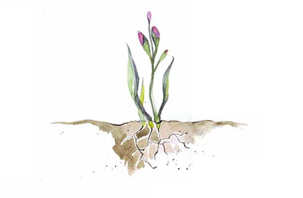 The Free Folk Project - Budding Flowers