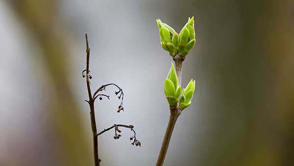 Life - The Free Folk Project